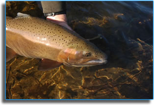 Fly Fishing for Trout